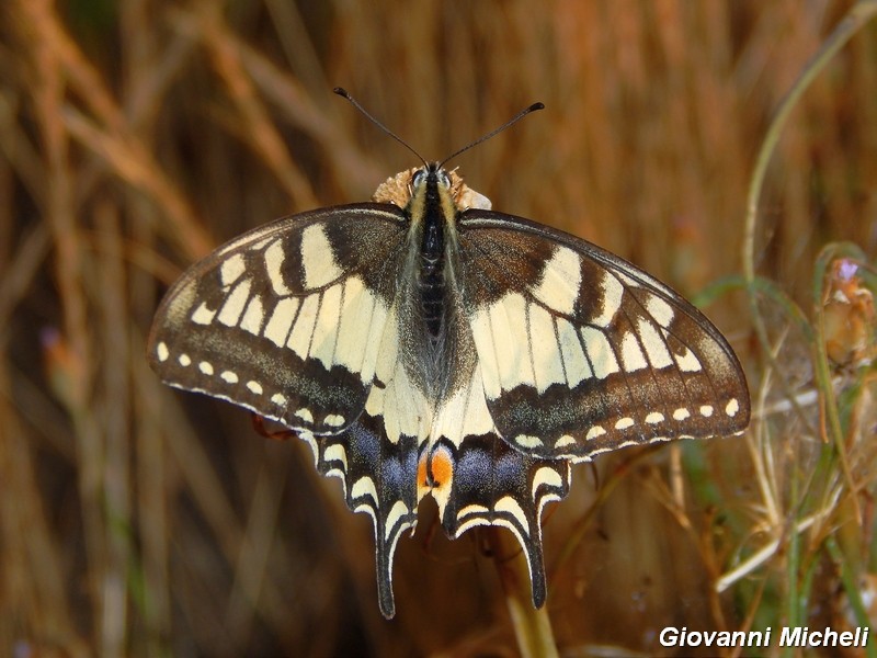 Papilio machaon